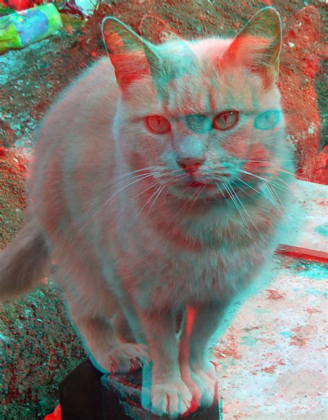 Cat 3d Anaglyph Red Blue Glasses To View A Photo On