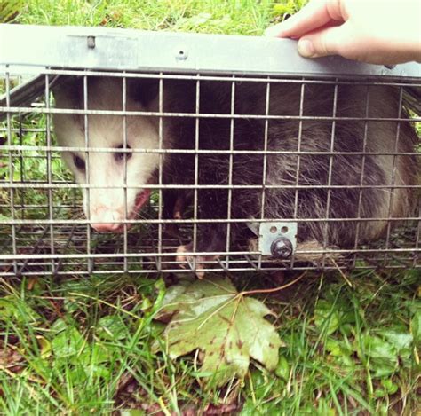 Opossum Removal And Opossum Control Professionals