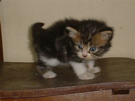 Our bengal's cats are raised in our home underfoot. Maine Coon Mixed Kitten For Sale SOLD FOR SALE ADOPTION ...