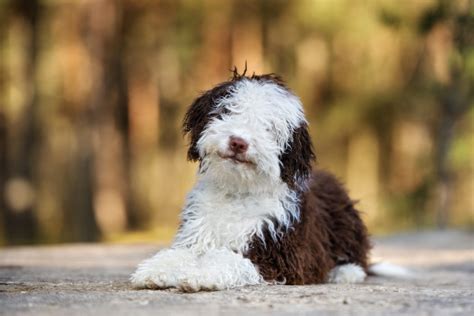 Ein spanischer wasserhund wird in seiner heimat perro de agua español oder einfach perro genannt. Spanischer Wasserhund Charakter, Haltung & Pflege