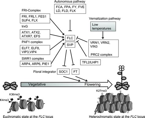 The Role Of Flowering Locus C In Vernalization Of Brassica The