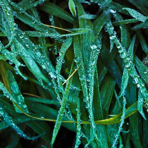 Grass Dew Dewdrop Free Photo On Pixabay