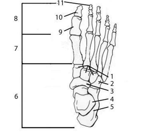 The knee joint is the largest joint in the body and is primarily a hinge joint, although some sliding and rotation occur. Foot Anatomy Bones Quiz FA29 | Anatomy bones, Foot anatomy, Foot anatomy bones