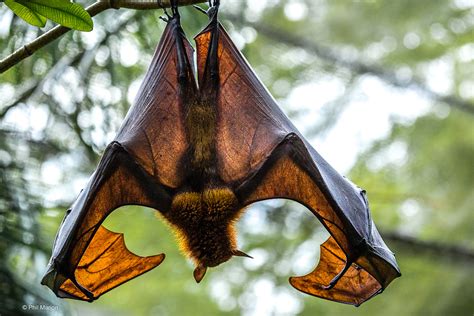 Malayan Flying Fox Singapore The Large Flying Fox Ptero Flickr