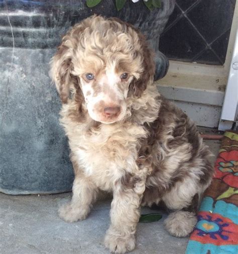 Call us today & let us help you bring home your standard poodle puppy! Standard Poodle Puppies For Sale California | Poodle puppy ...