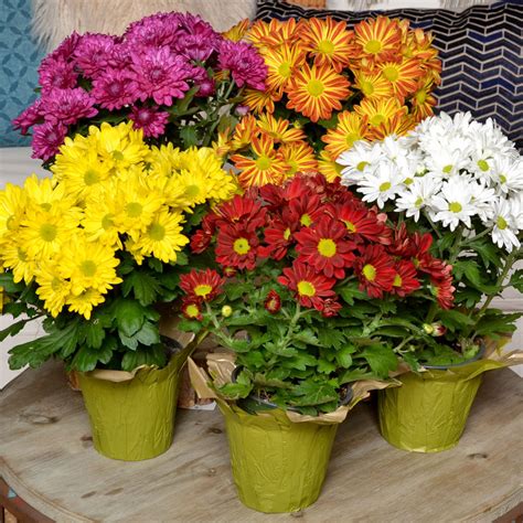 Fun Floral Mums For Fall Mums Reign As The Flower Lunds And Byerlys