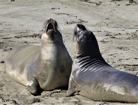 We did not find results for: Friends of the Elephant Seal Visitor Center and Gift Shop ...