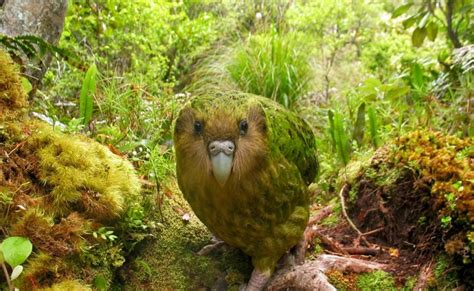They migrate short distance and usually prey on catfish, common rud, mullet amongst others. Kakapo, World's Largest Parrot | Animal Photo