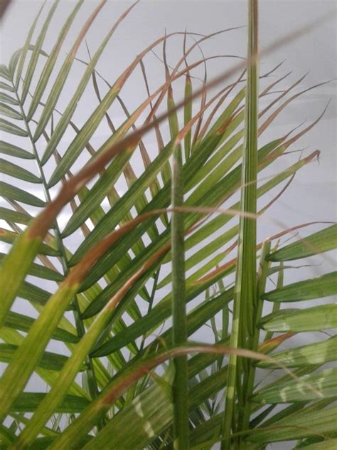 Why Is My Palm Tree Turning Yellow And Brown Troubleshooting Tips