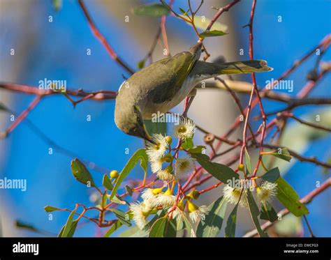 Fuscous Honeyeater Hi Res Stock Photography And Images Alamy