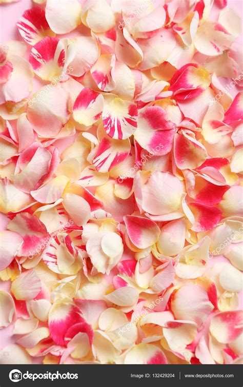 Pink Rose Petals Stock Photo By ©5seconds 132429204
