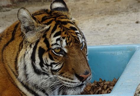 The Tiger Kings Of Europe New Report Details The Captive ‘tiger Crisis