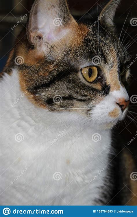 Photo Of A Domestic Cat Animal Feline Stock Image Image Of Funny
