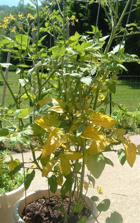 Things You Need To Know About Yellowing Tomato Seedling Leaves Exotic