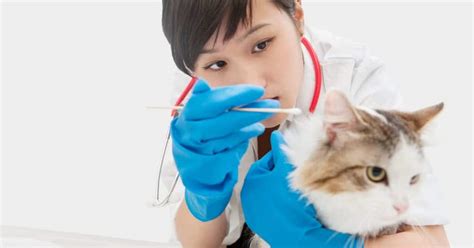 Type in your zipcode to find mobile vets near you. 3 Best Vet Clinics In Tampines With Excellent Pet Care ...