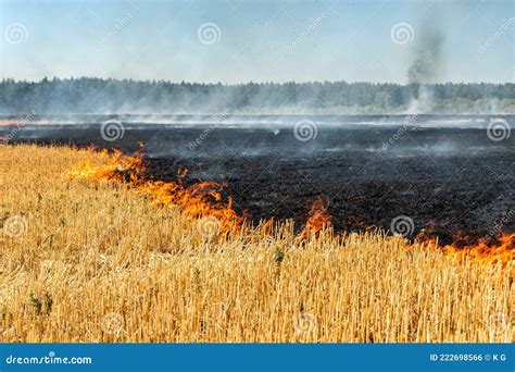 Wildfire On Wheat Field Stubble After Harvesting Near Forest Burning