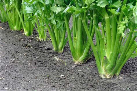 Celery takes about 130 to 140 days to grow fully. How to Harvest and Store Celery