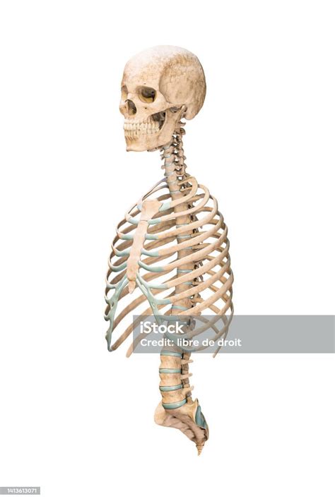 Accurate Threequarter Anterior Or Front View Of Axial Bones Of Human