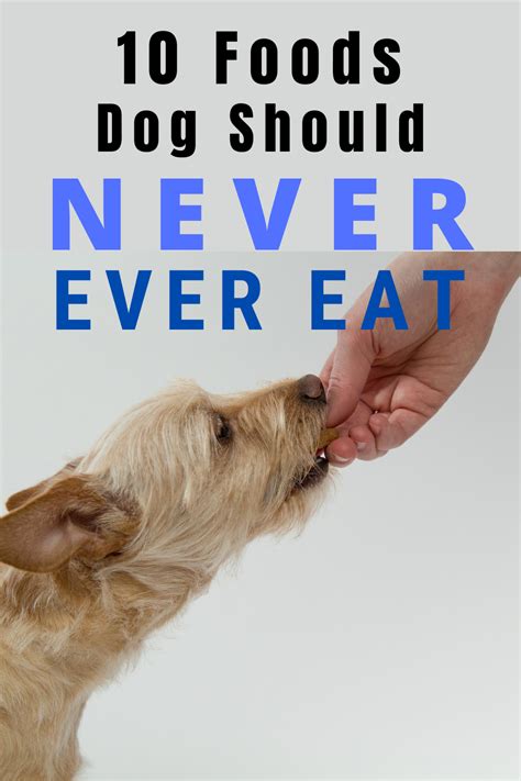 A Person Feeding A Dog Food With The Words 10 Foods Dogs Should Never
