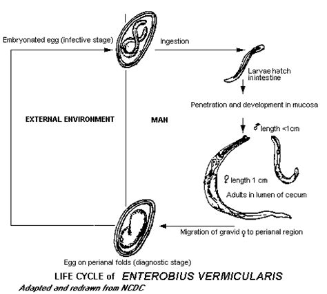 Life Cycle Of Enterobius Vermicularis