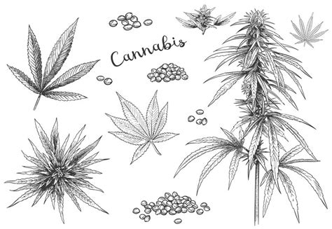 Cannabis Hand Drawn Hemp Seeds Leaf Sketch And Cannabis Plant Vector