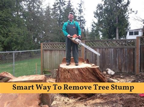 How To Remove A Tree Stump Easily Stump Removal Removing Tree