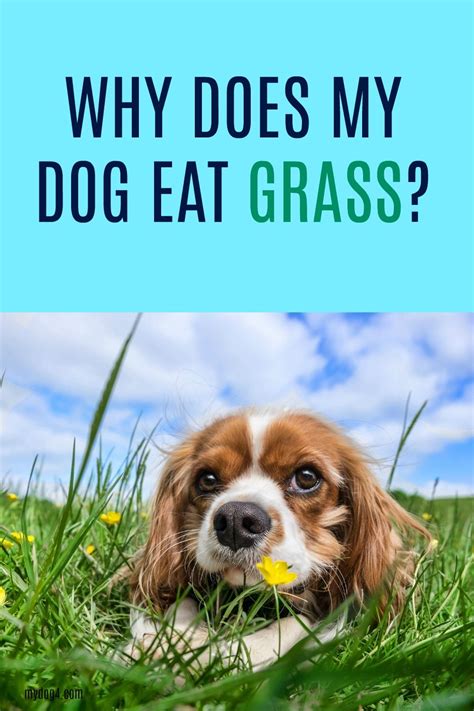 Dogs eat grass when they have an upset stomach, perhaps this is so that they should vomit, which should give them some relief from their discomfort. Pin on A Snorkey Day Board