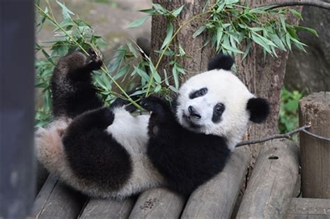 【上野動物園】パンダのシャンシャン♪かわいい水浴び ueno zoo panda shanshan ♪ cute bathing. こんなに大きくなったよー 上野動物園のジャイアントパンダの ...