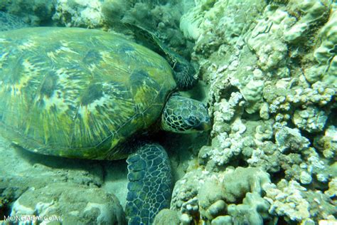 Pacific Green Sea Turtle