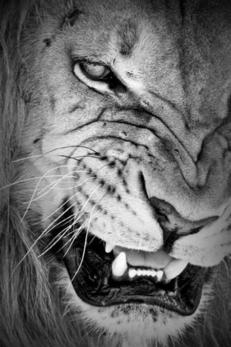 Noir et blanc » de patricia mantin, auquel 276 utilisateurs de pinterest sont abonnés. lion noir et blanc - Zakstudio
