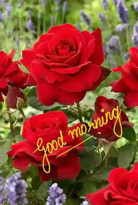 Pin By Narendra Pal Singh On Good Morning Good Morning Roses Good