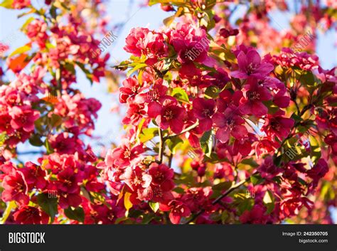 Beautiful Red Sakura Image And Photo Free Trial Bigstock