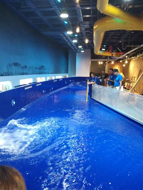 Aquarium Of Americas Shark Touch Pool Seaquatic Aquariums