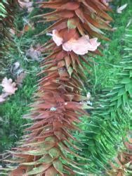 Can you burn household waste in the garden? Ask a Question forum→Monkey Puzzle Tree Maintenance ...
