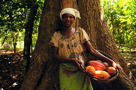Cocoa Plan Divo Cote Divoire Flickr Photo Sharing