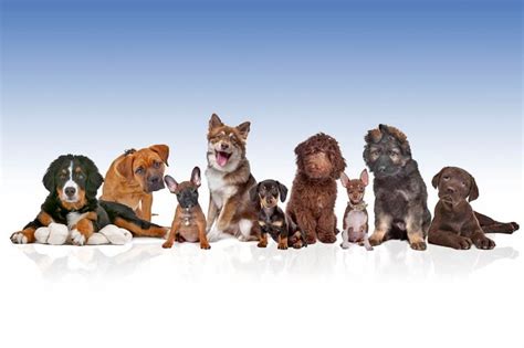 6 Najboljih Pasa Ovo Je 20 Najodanijih Rasa Pasa Na Svetu Oni će Pre