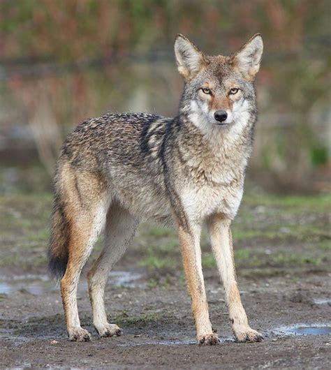 Coyotes Dont Belong In Georgia Hatcher Hurd