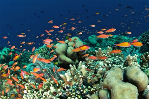Diverse Marine Life And Diving Bunaken Marine Park Sulawesi