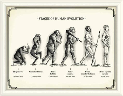 The Stages Of Human Evolution