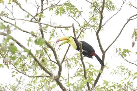 Meet The National Bird Of Belize The Keel Billed Toucan