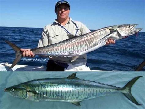 Melihat banyaknya populasi ikan tenggiri, warga sumatera memanfaatkan momen. Ikan Tenggiri (Scomberomorus commersoni) - Biota Dunia ...