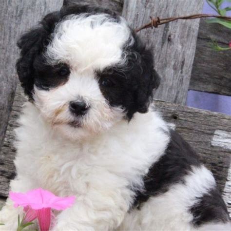 Lhasapoo Puppies For Sale Canton OH 218567 Petzlover