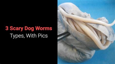 3 Scary Dog Worms Types With Pics Youtube