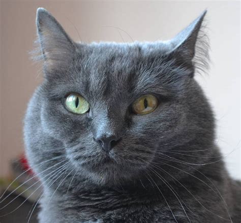 So if you are looking. 18 Famous Grey Cat Names - The Paws
