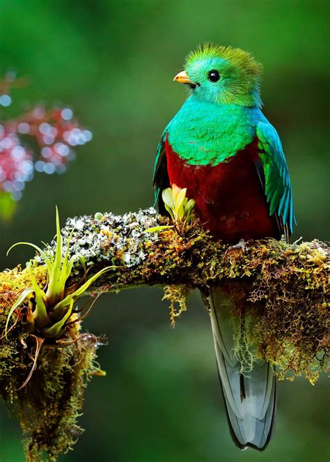 15 Of The Most Beautiful Birds In The World Pictures Videos