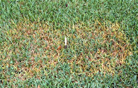 Brown Patch St Augustine Grass Take All Patch In St Augustine Lawns