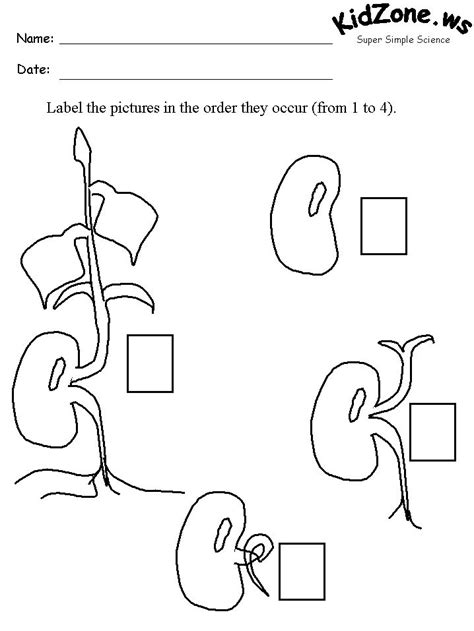Place their sealed bags in a warm spot. How Do Seeds Grow Activity Sheet | Plant life cycle ...
