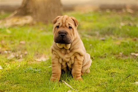 Miniature Shar Pei Breed Info Size Pictures Traits And Facts