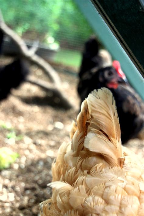 chickens behaving badly tilly s nest