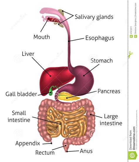 Sistema Humano Do Trato Digestivo Ilustração Do Vetor Ilustração De